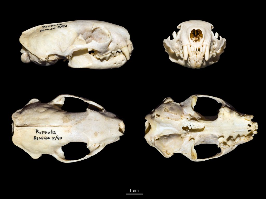 Cranio di Puzzola Mustela putorius